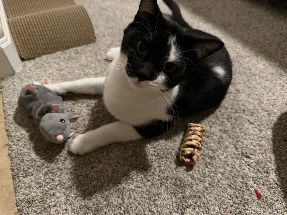 Pet