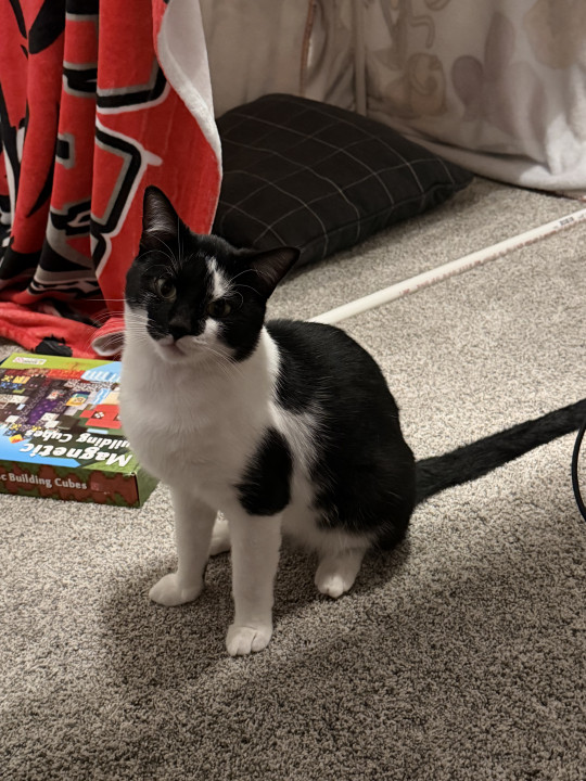 Pet