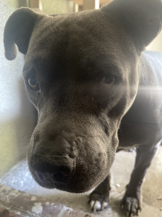Pet
