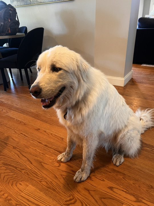 Pet