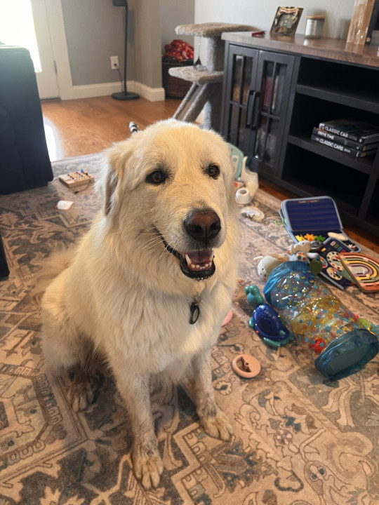 Pet