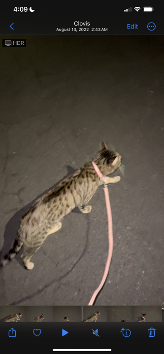 Pet