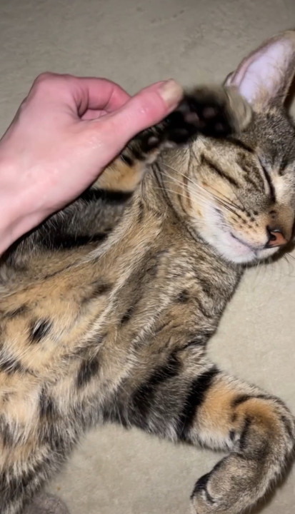 Pet