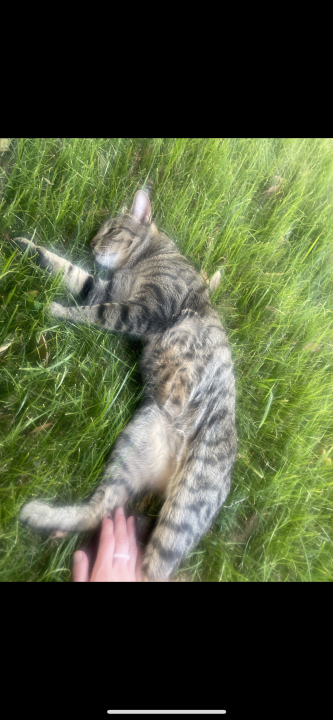 Pet