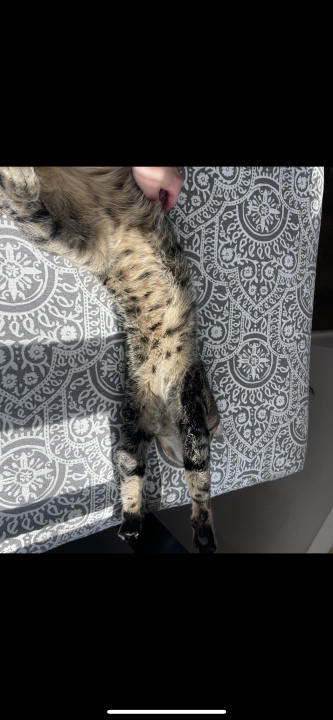Pet
