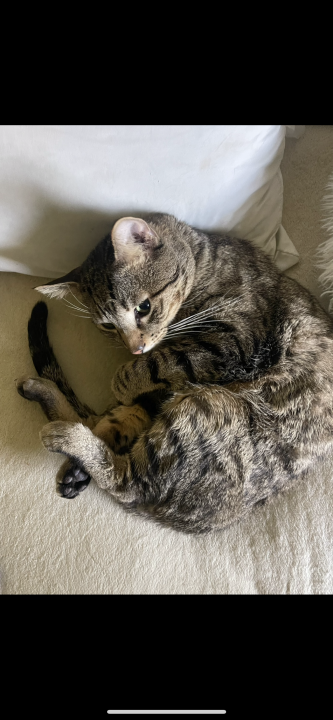 Pet