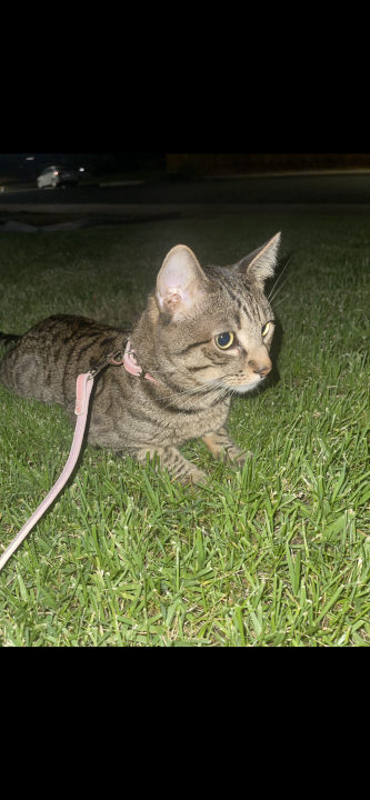 Pet
