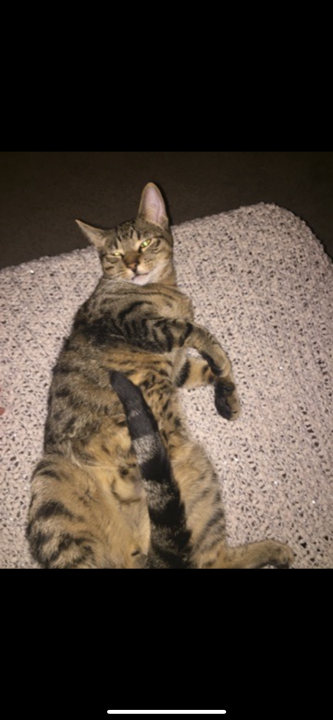 Pet