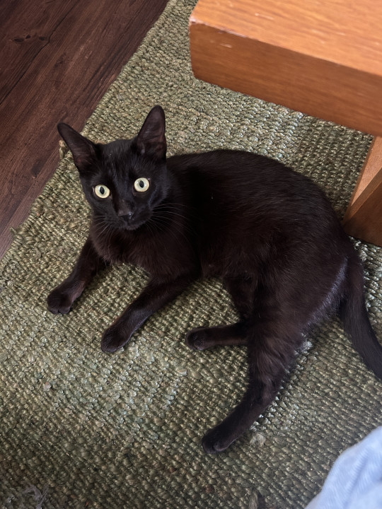 Pet