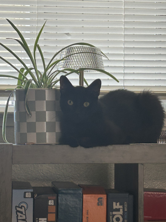 Pet