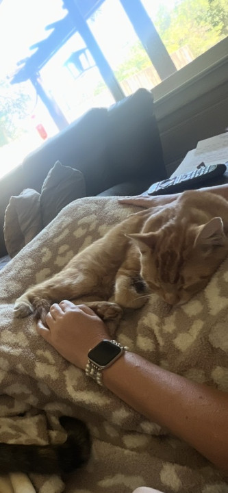 Pet