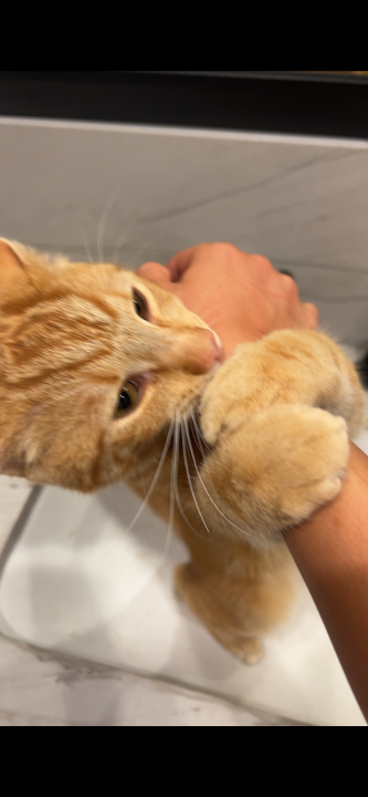 Pet