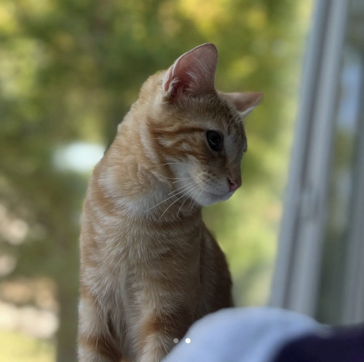 Pet