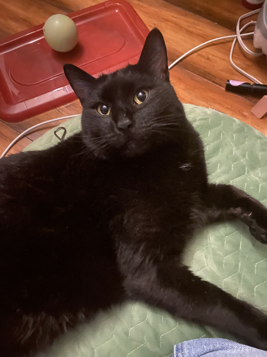 Pet