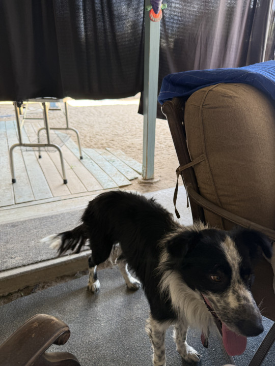 Pet