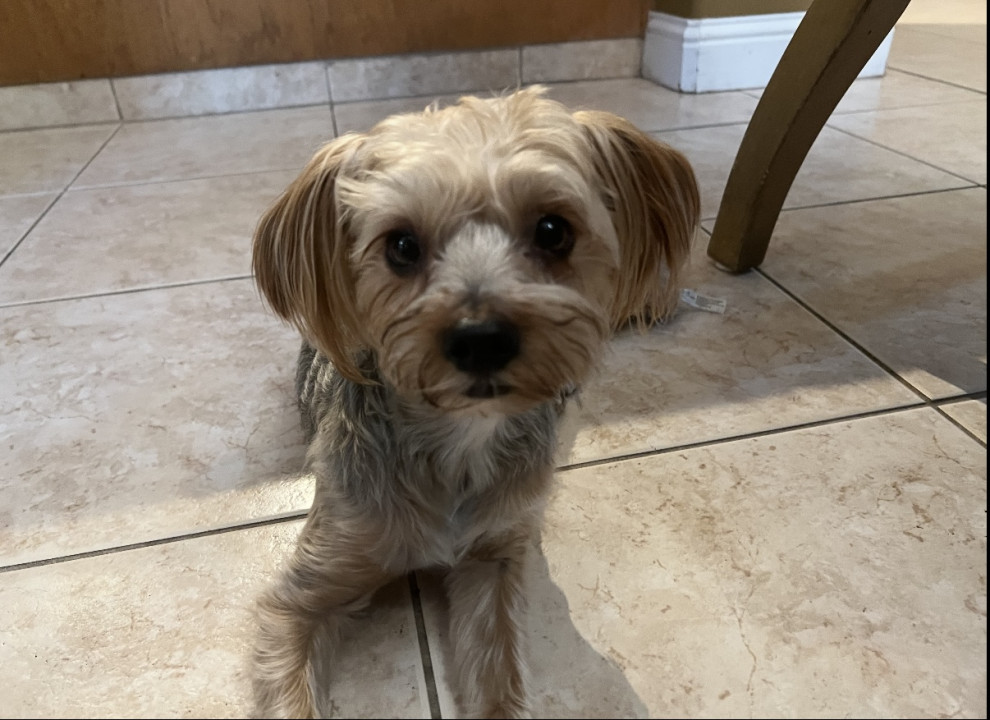 Pet