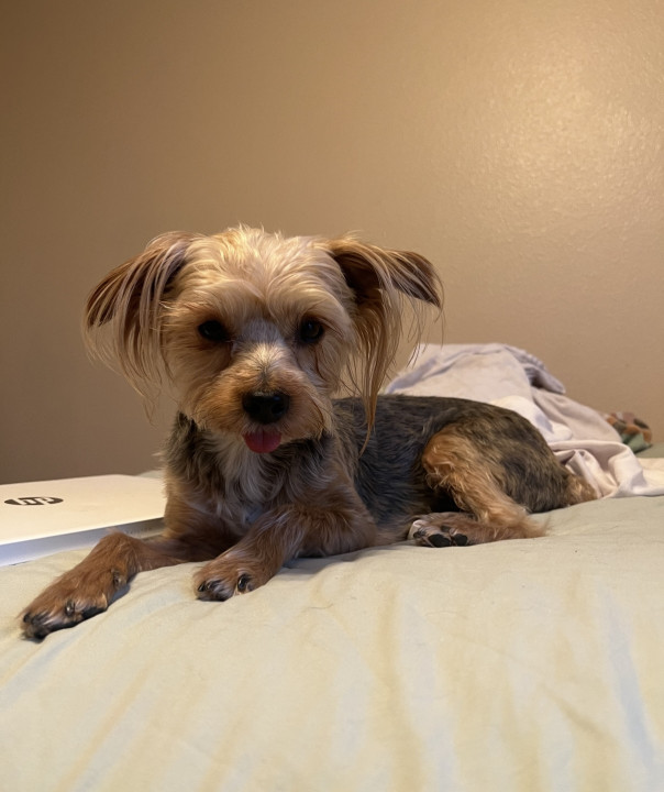 Pet