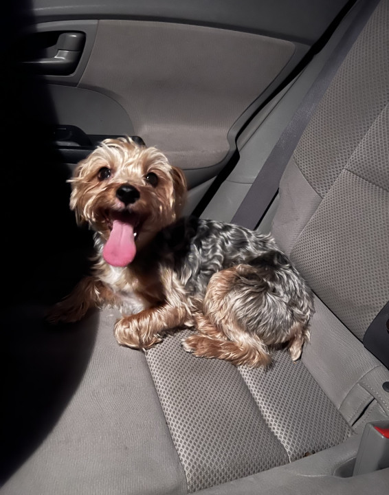 Pet