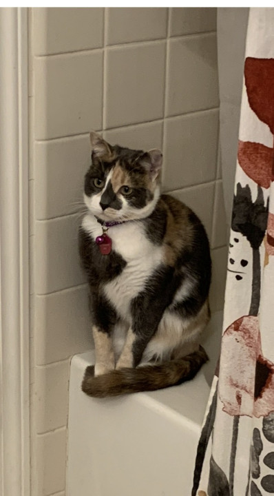 Pet