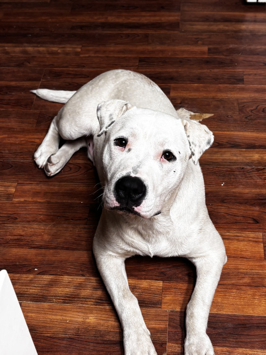 Pet