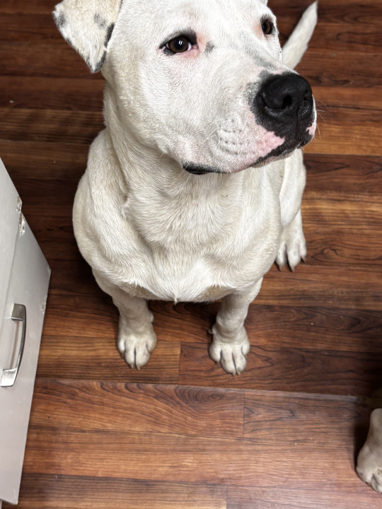 Pet