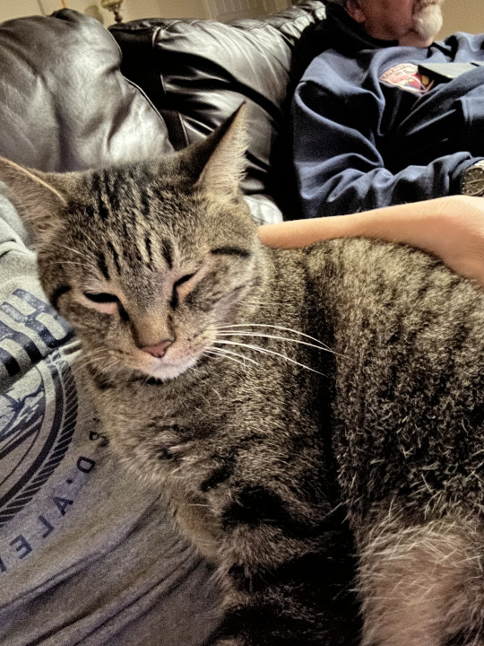 Pet