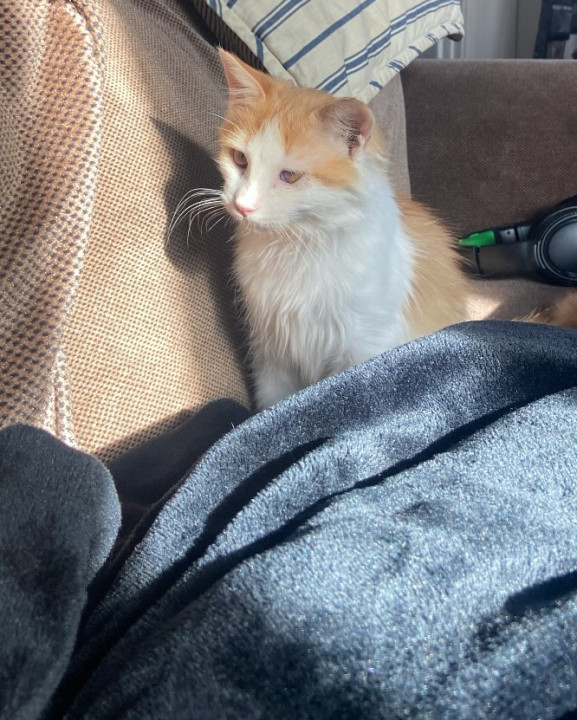Pet