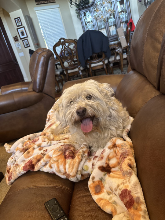 Pet