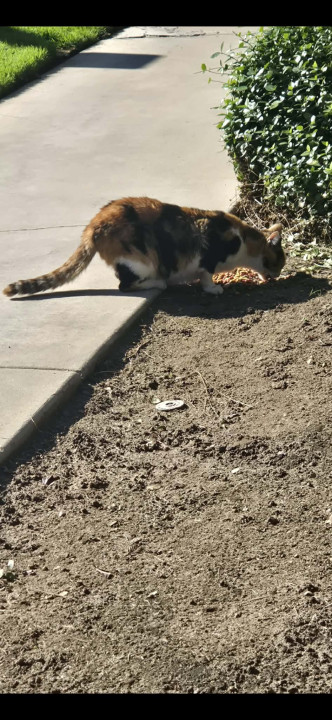 Pet