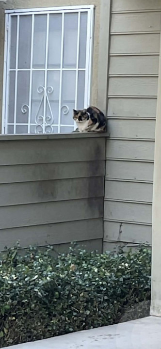 Pet