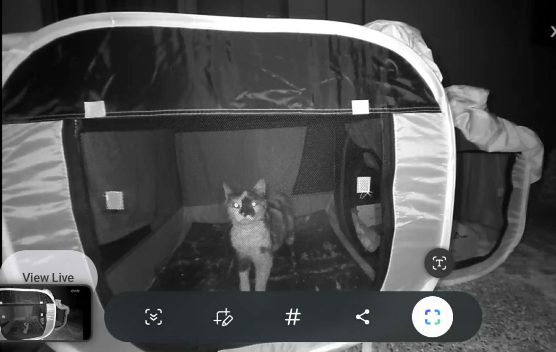 Pet