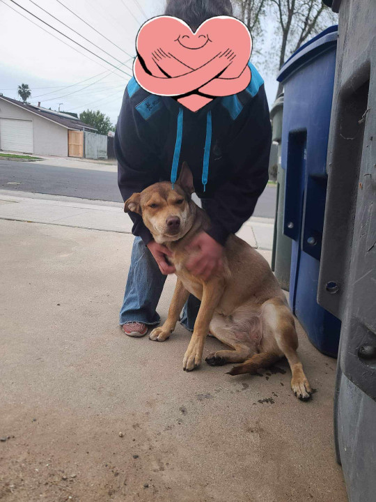 Pet