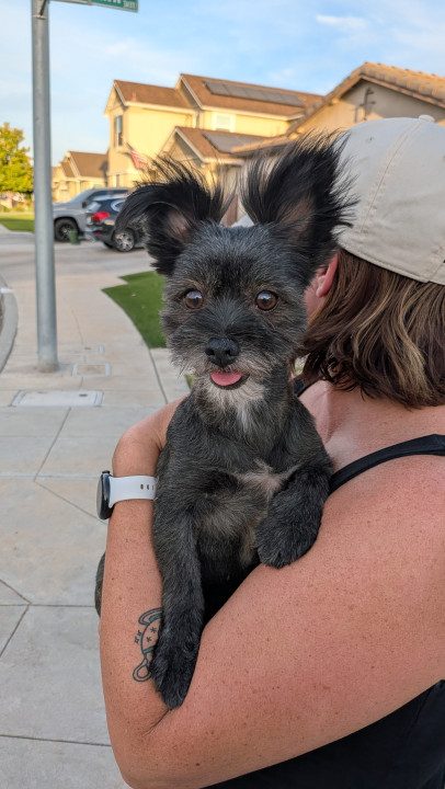 Pet