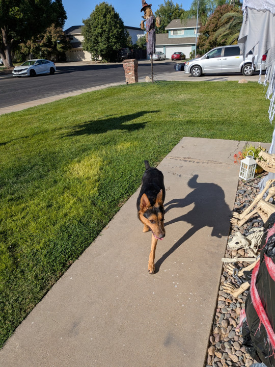 Pet