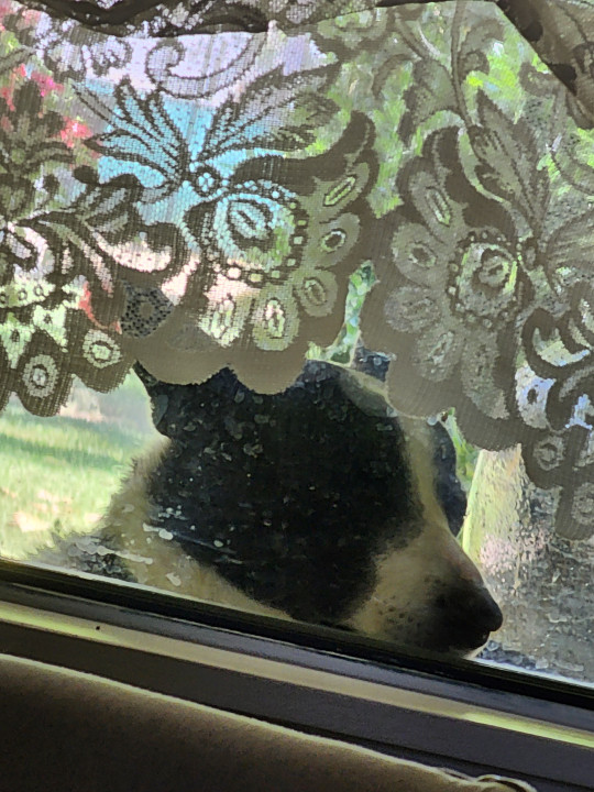 Pet