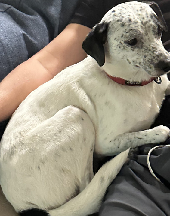 Pet