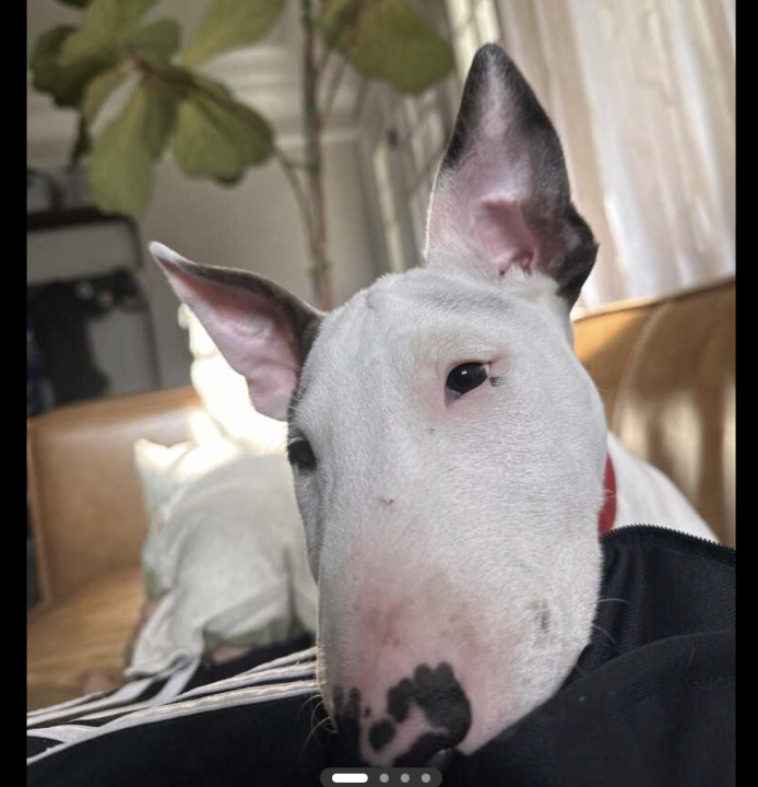 Pet