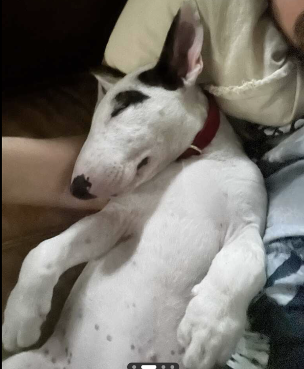 Pet
