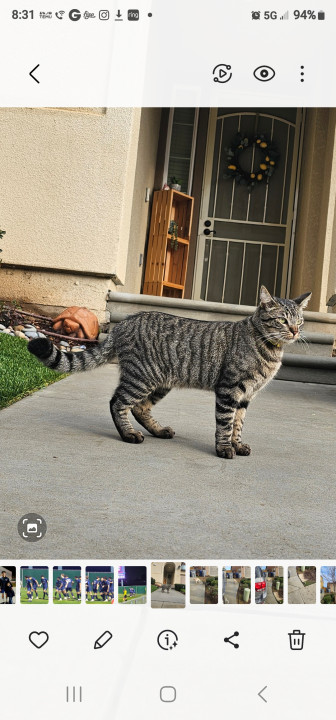 Pet