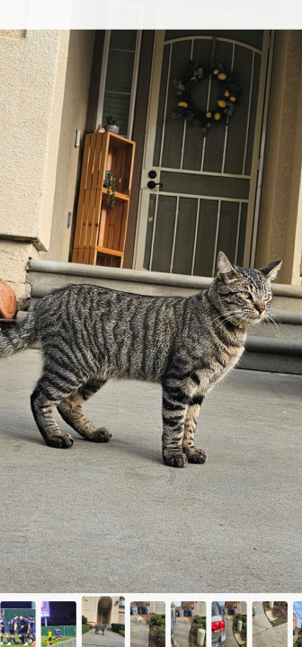 Pet