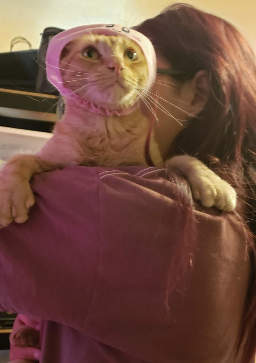 Pet