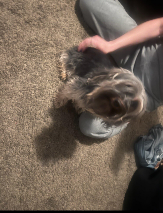 Pet
