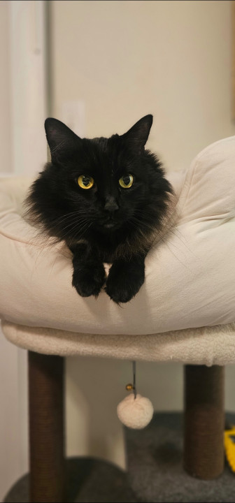 Pet
