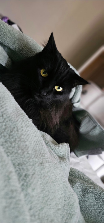 Pet