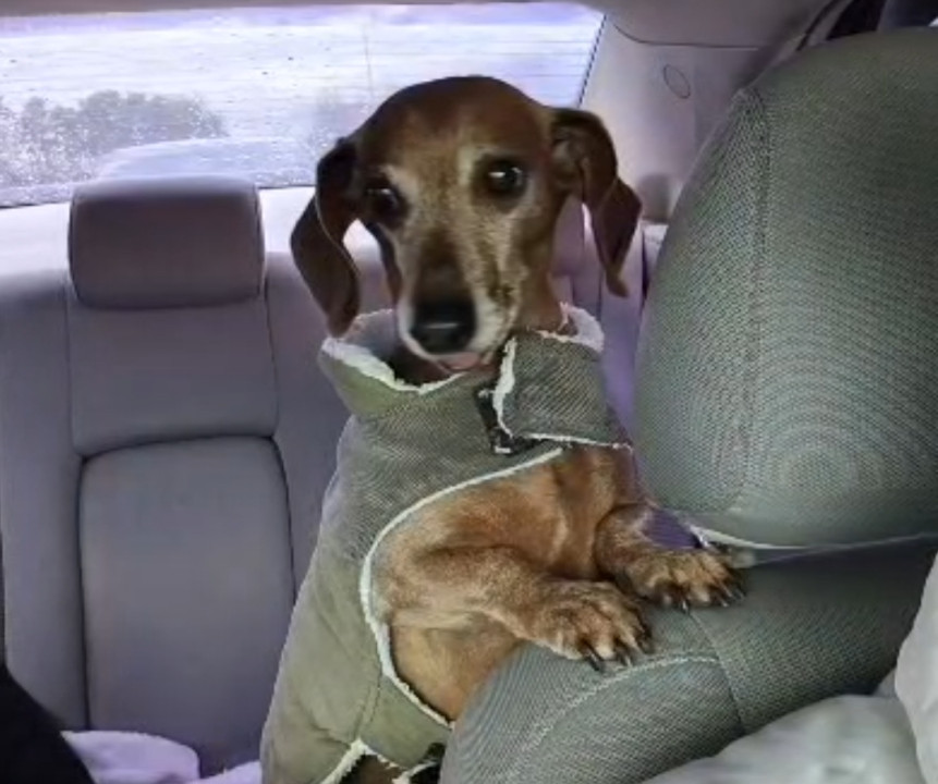 Pet