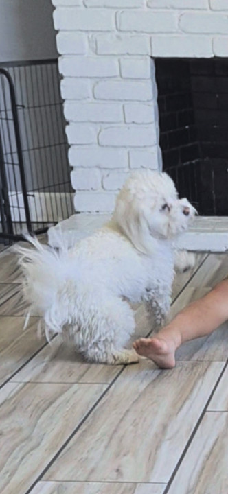 Pet