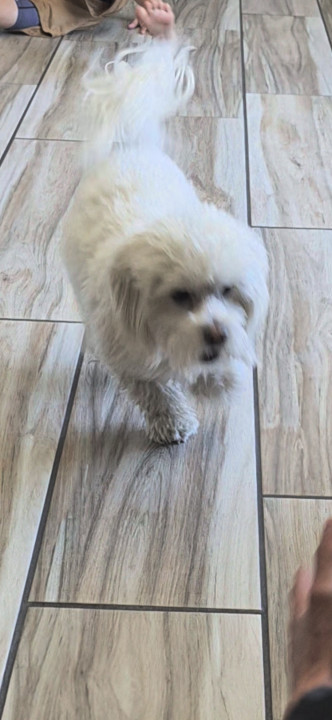 Pet