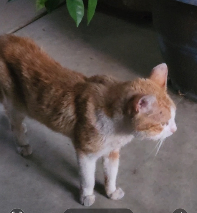 Pet