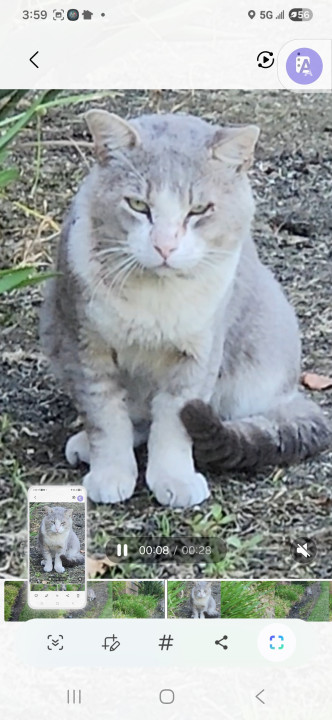 Pet