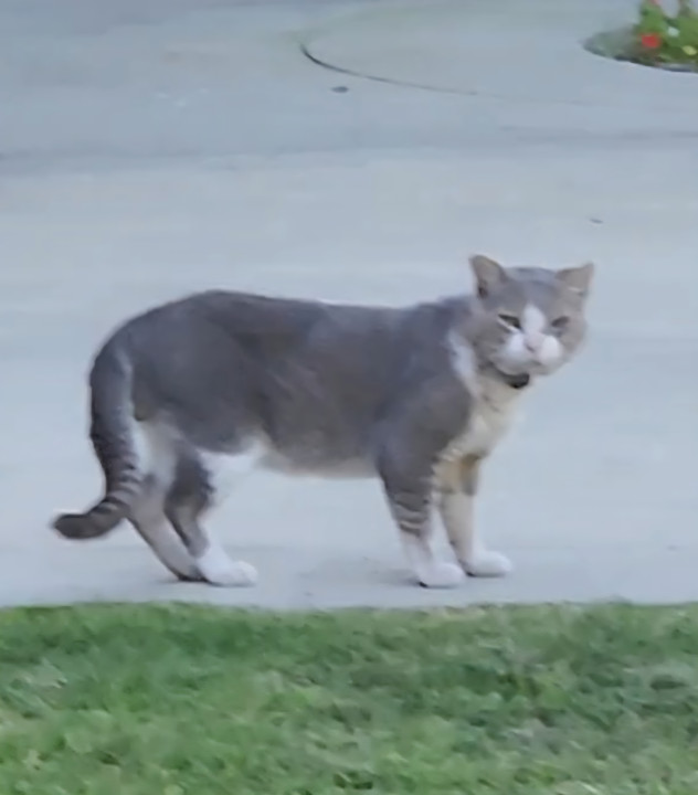 Pet